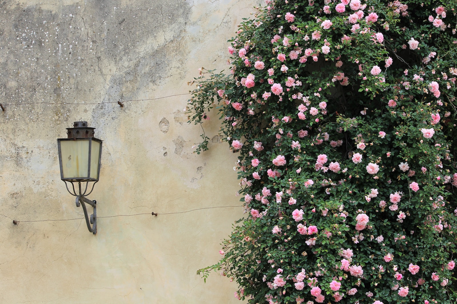 Flower Wall